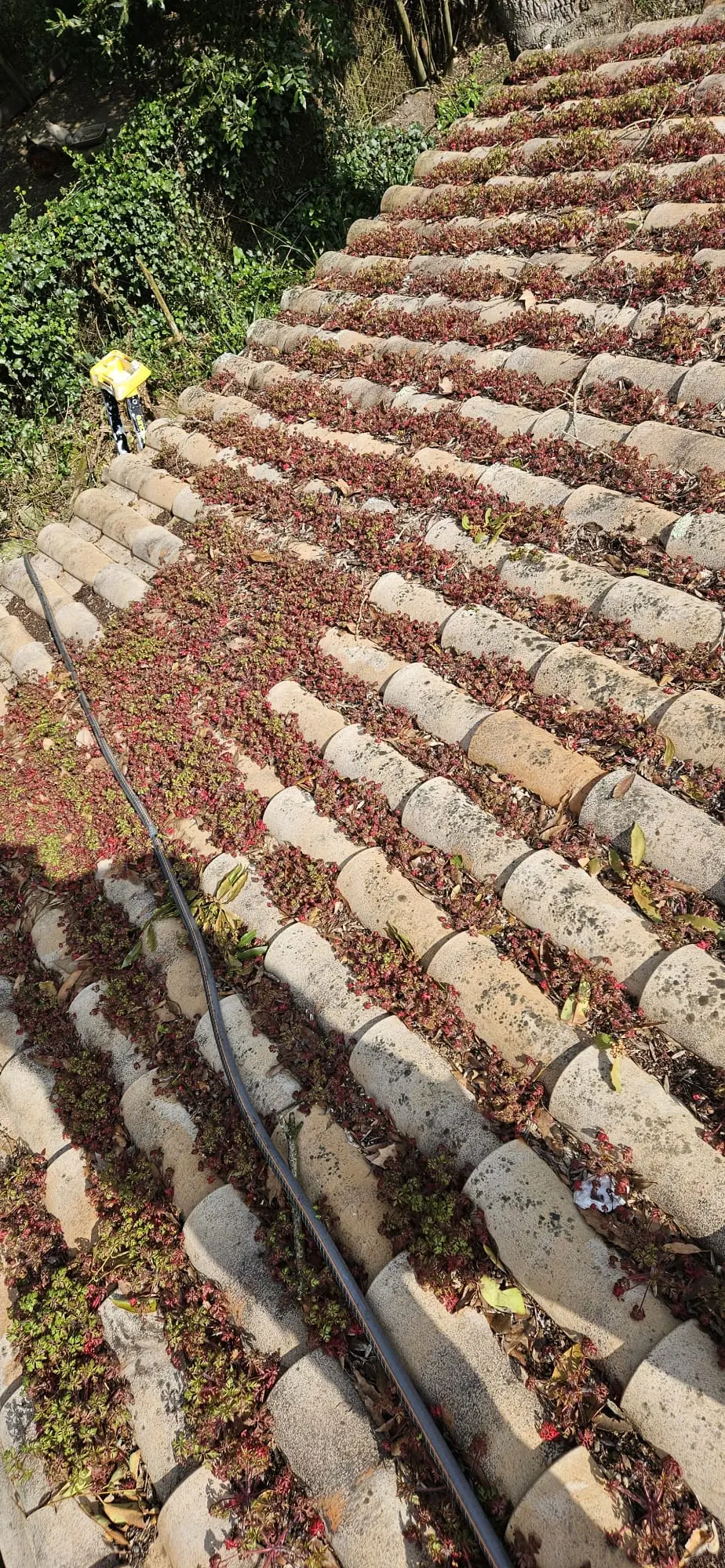 Toiture en tuiles canal envahie par les mousses, les plantes et les feuilles mortes